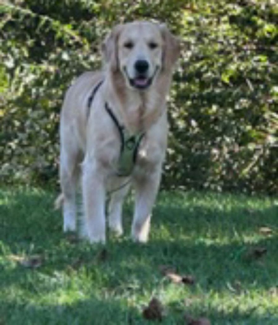 Disco standing outside in his black and lime green harness