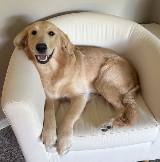 Disco smiling in his armchair