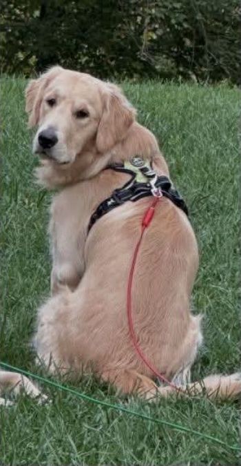 Disco looking back, showing his harness