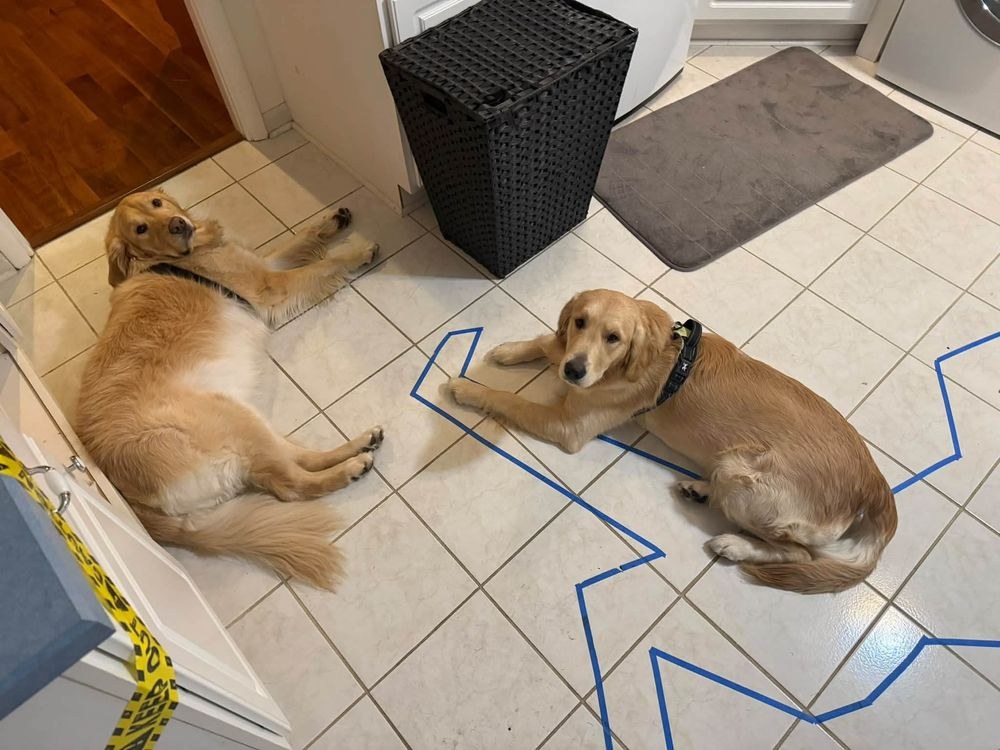 Disco, on the right in his harness, lying beside another golden retriever